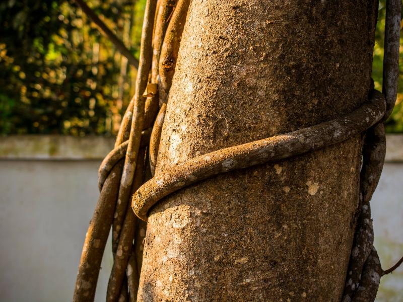 Baum von Liane Umschlungen